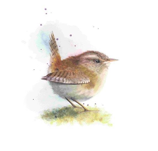 Jenny Wren